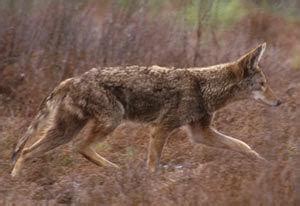 coyotes in maryland eastern shore